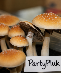 ⭐️ 🍄 GOLDEN TEACHER MAGIC MUSHROOMS 🍄 ⭐️